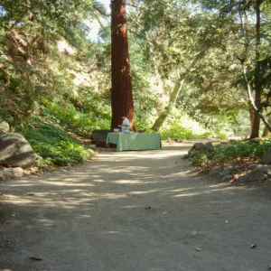 Redwood Dinner 1999