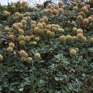 Eriogonum latifolium at Pigeon Point on Highway 1