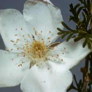 Fallugia paradoxa, Providence Mountains, San Bernardino County
