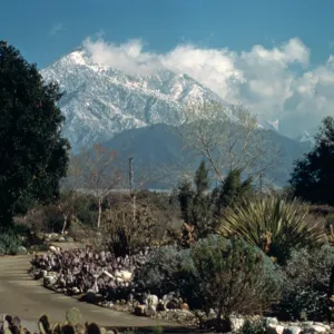 View of Mt. Baldy from the Desert Garden display
