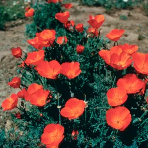 Close up of the California native plant, Fireflame""