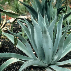 An agave (Century Plant) in bloom in the Cactus Garden