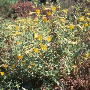 Mimulus clevelandii, Strybing Arboretum
