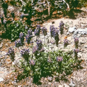 Dara Emery Photos (Lupine)