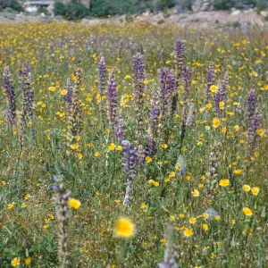 Dara Emery Photos (Lupine)