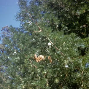 California nutmeg, Torreya californica