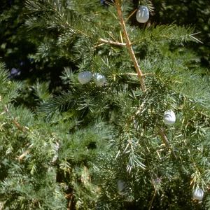 California nutmeg, Torreya californica