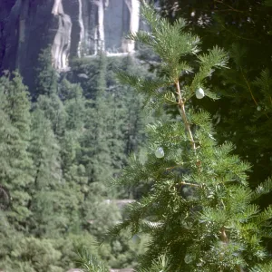 California nutmeg, Torreya californica