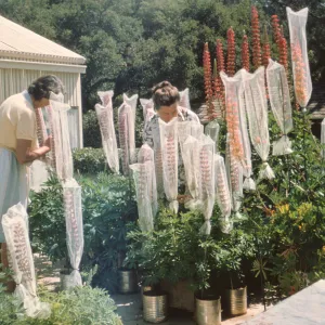 Hand pollinating, Lupine Breeding Program