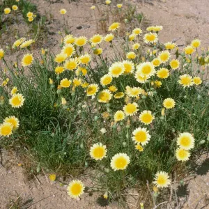 A cluster of of yellow, dandelion-like flowers with cylindrical, grass-like leaves grow in arid soil. 