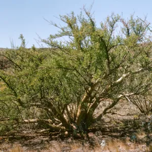 A multi-trunked, light-colored tree covered in small, bright green leaves grows in desert. 