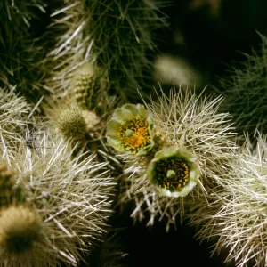 Light green, cup-shaped flowers grow from the top of one of many lobes of a spine-covered cactus. 