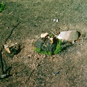 Bright green sprouts grow around the edge of a burnt stump. 
