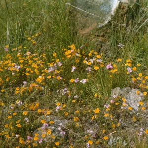 A mix of vivid yellow and pale pink wildflowers grow among stones and grasses. 