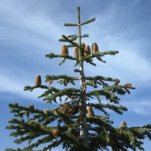 The top of a tall, white-barked evergreen tree with short needles. Several large cones grow vertically from the branches. 