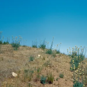 Tall stalks topped with clusters of white flowers are scattered across a hill covered in dry grasses. 