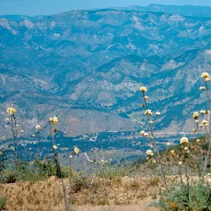 Tall stalks topped with round clusters of white flowers grow on a mountainside above a valley and range of forested mountains.