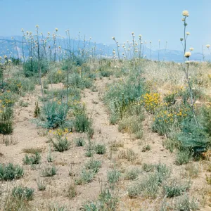 Round clusters of white flowers grow on the end of tall stalks among small patches of grass and yellow wildflowers. 