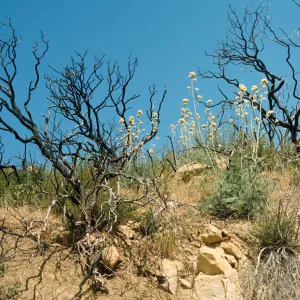 Several dark, bare trees stand among round clusters of white flowers on the end of tall stalks and a mix of dry and green grasses. 