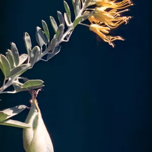 Isomeris arborea