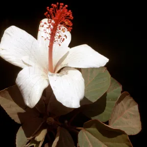 Hibiscus waimeae