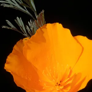Eschscholzia californica