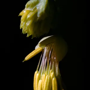 Thalictrum polycarpum