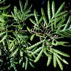 Lyonothamnus 