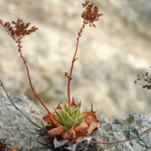 Dudleya candelabrum
