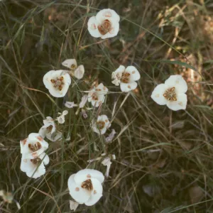 Calochortus