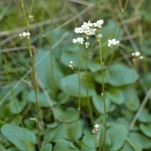 Saxifraga californica