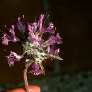Salvia carduacea