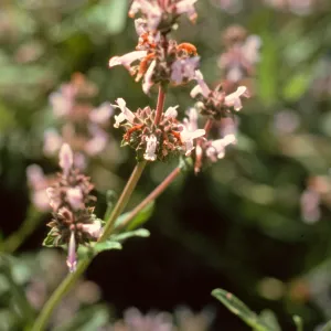 Black sage, Mt. Figueroa