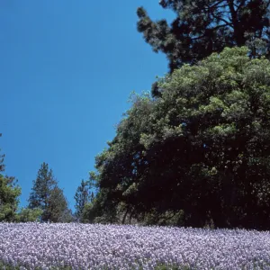 Lupine, Mt. Figueroa