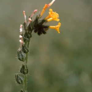 Fiddleneck, Birbent Canyon