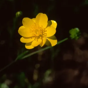 Buttercup, Mt. Figueroa