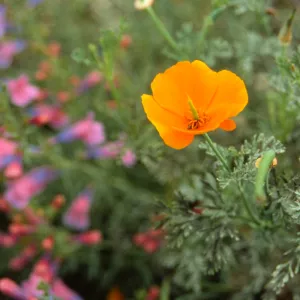 California poppy