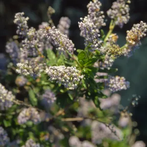 Ceanothus (California Lilac)