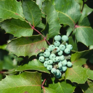 Berberis