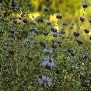 Salvia (sage)