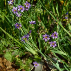 Sisyrinchium bellum