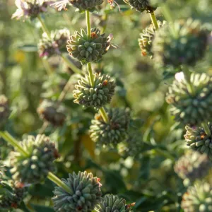 Salvia (sage)