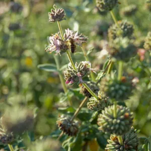 Salvia (sage)