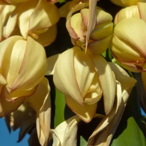 Agave (Century Plant) flowers