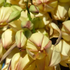 Agave (Century Plant)