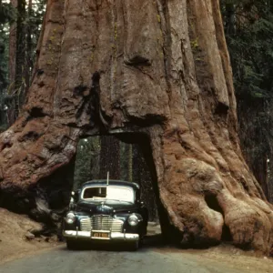 Wawona Tree