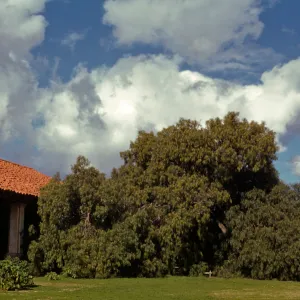 La Purisma Pepper Tree