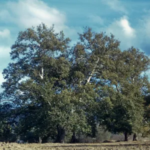 Juan y Lolita Sycamore