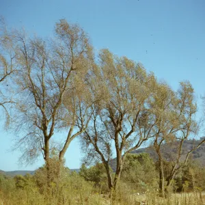 Original Olive Trees, Mission San Diego