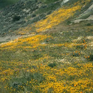 Happy Canyon view, wildflowers